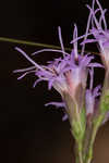 Shortleaf blazing star